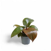 Philodendron 'Red Heart' potted plant in nursery pot on white background.