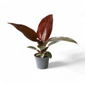Philodendron 'Red Sun' – Zimmerpflanze im Kulturtopf auf weißem Hintergrund, Produktfoto 2.