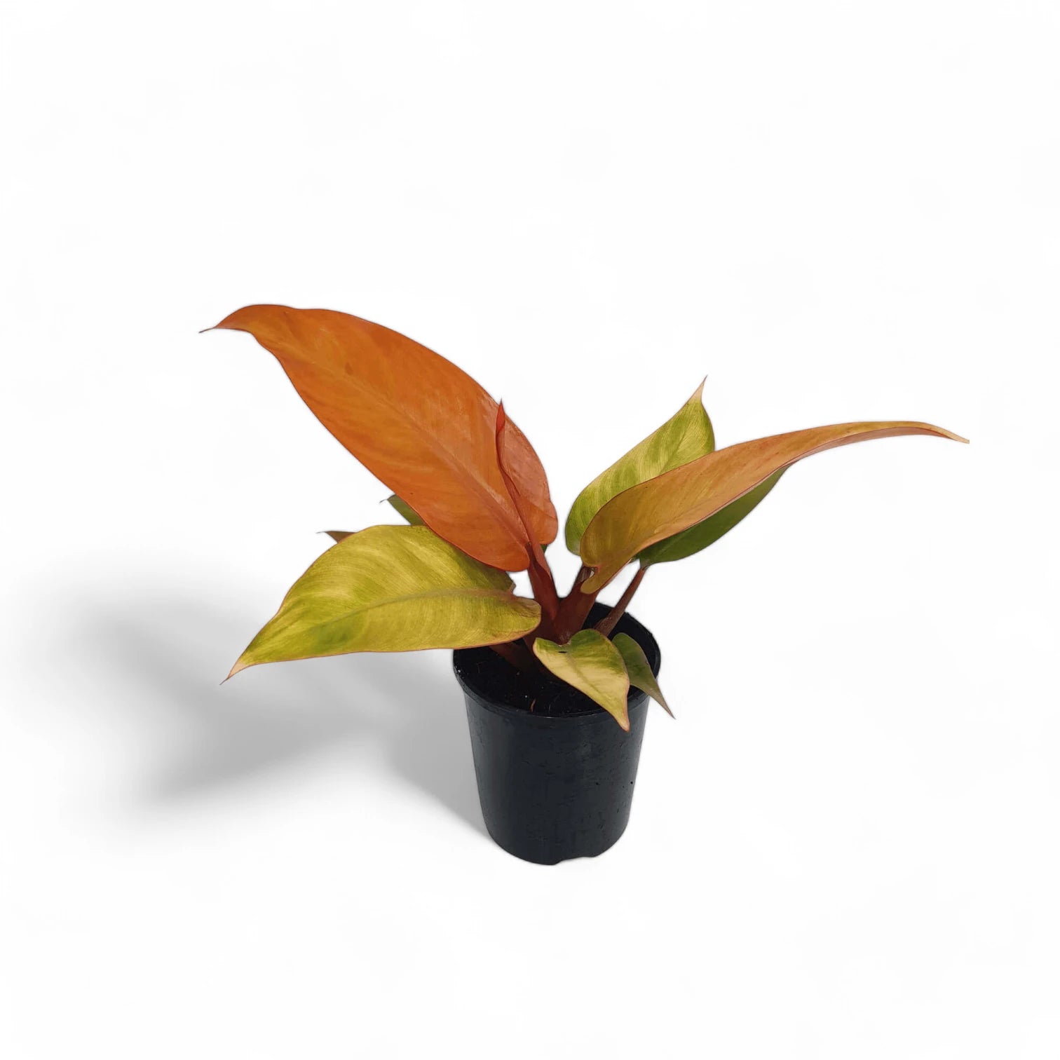Philodendron 'Red Sun' potted plant in nursery pot on white background.