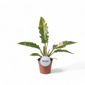 Philodendron 'Ring of fire' potted plant in nursery pot on white background.