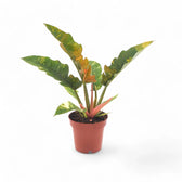 Philodendron 'Ring of fire' potted plant in nursery pot on white background.