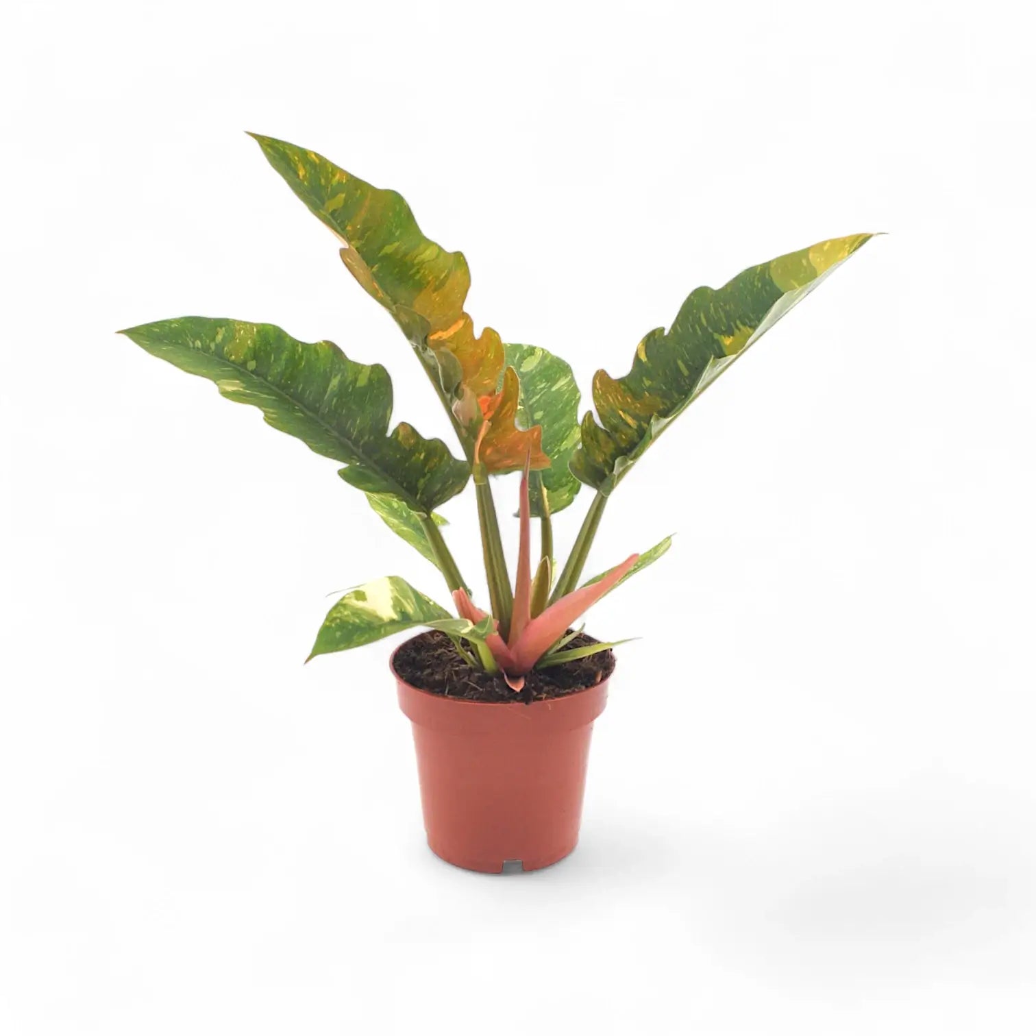 Philodendron 'Ring of fire' potted plant in nursery pot on white background.