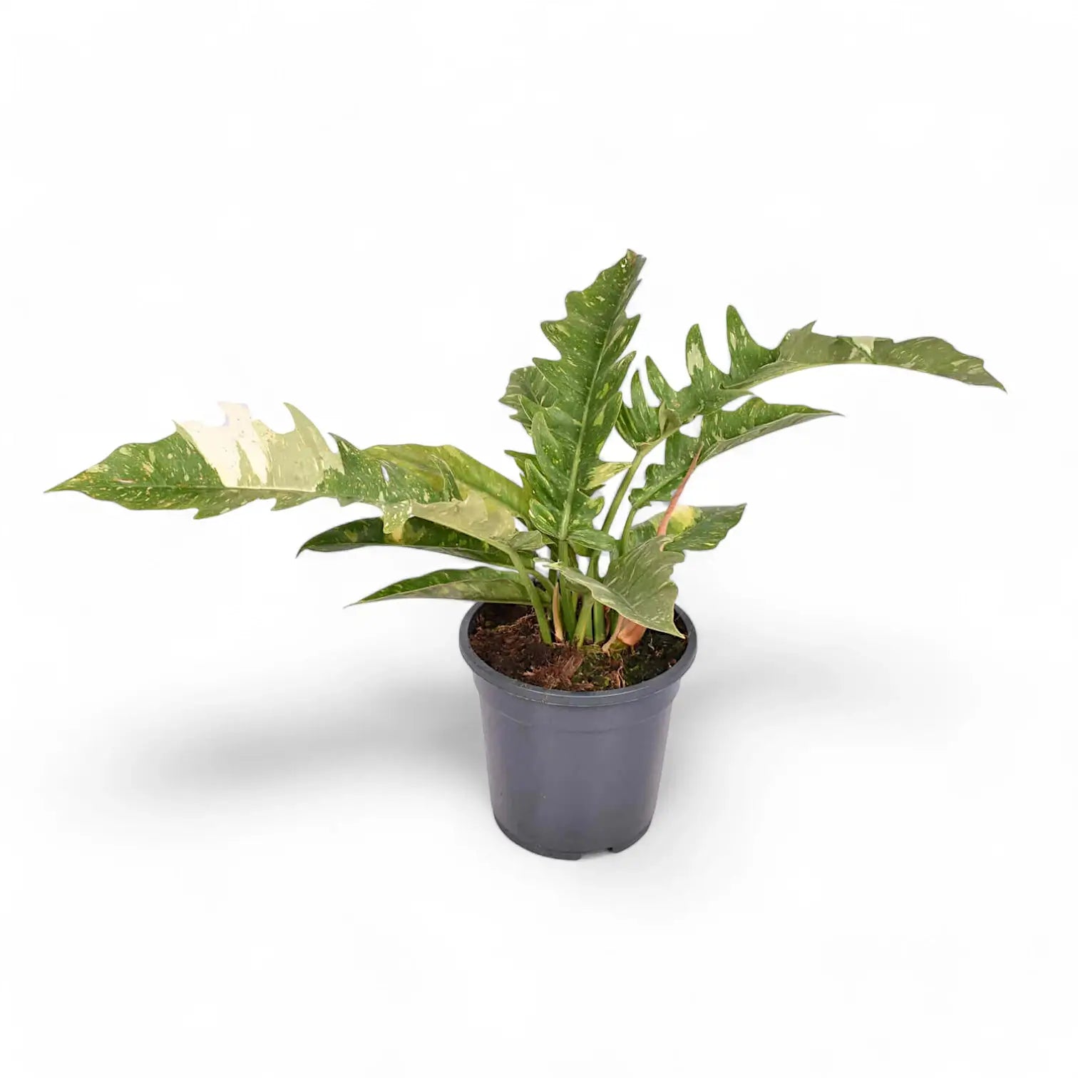 Philodendron 'Ring of fire' potted plant in nursery pot on white background.