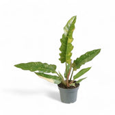 Philodendron 'Ring of fire' potted plant in nursery pot on white background.