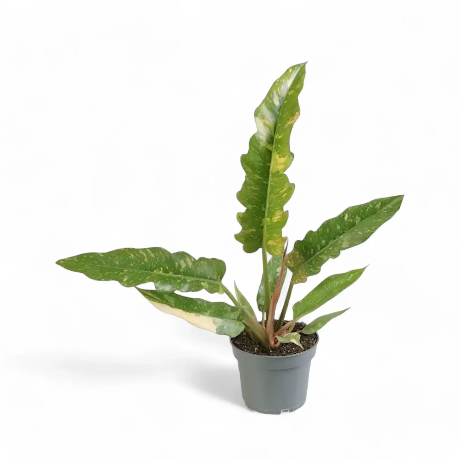 Philodendron 'Ring of fire' potted plant in nursery pot on white background.
