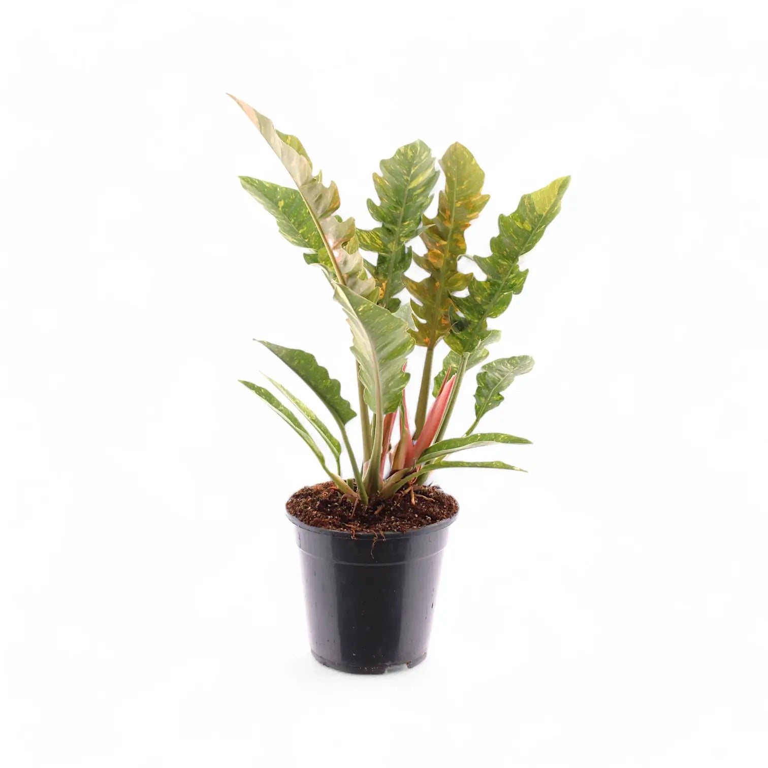 Philodendron 'Ring of fire' potted plant in nursery pot on white background.