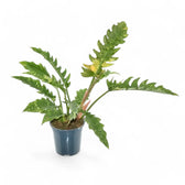 Philodendron 'Ring of fire' potted plant in nursery pot on white background.