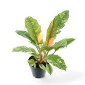 Philodendron 'Ring of fire' potted plant in nursery pot on white background.