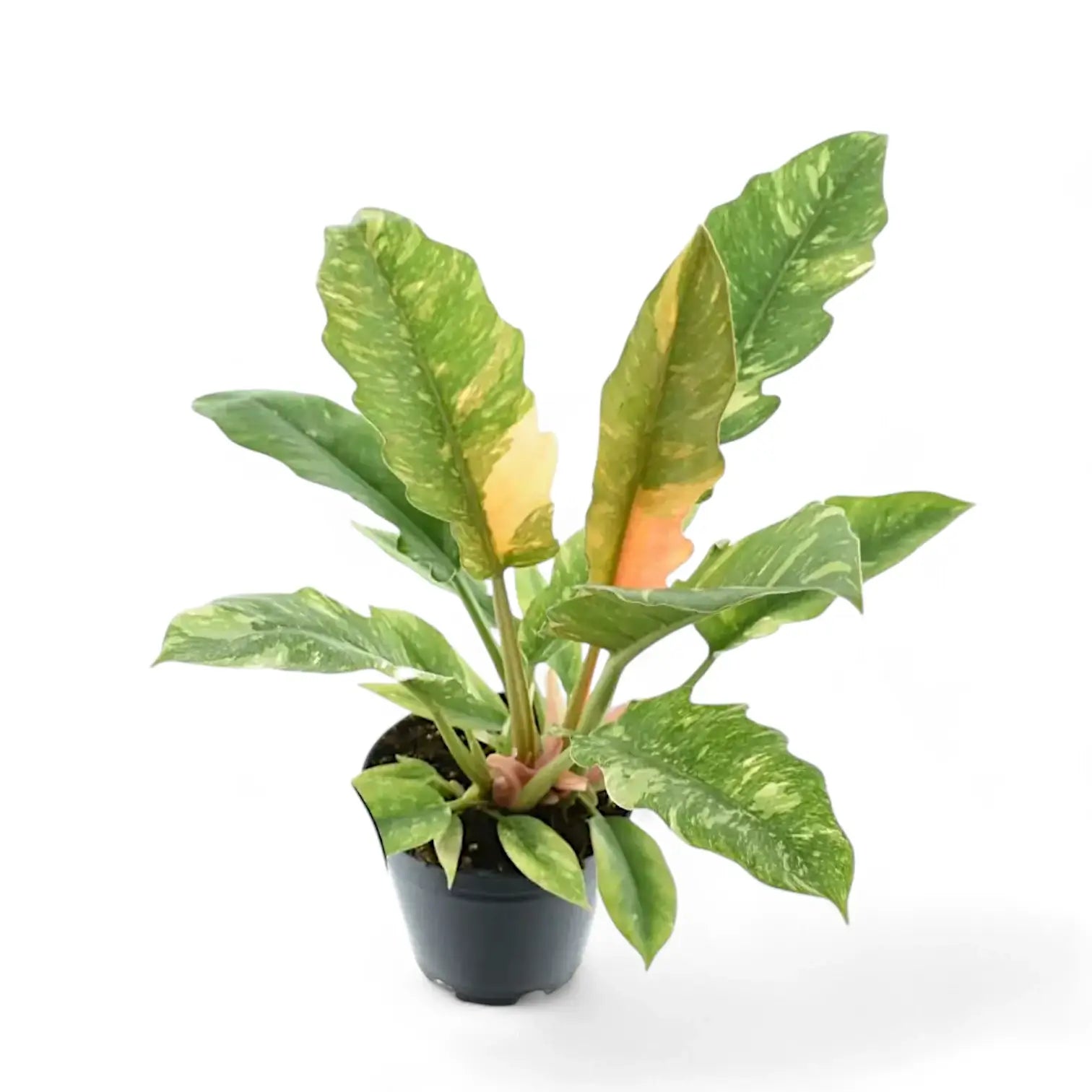 Philodendron 'Ring of fire' potted plant in nursery pot on white background.