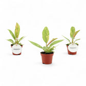 Philodendron 'Ring of fire' potted plant in nursery pot on white background.