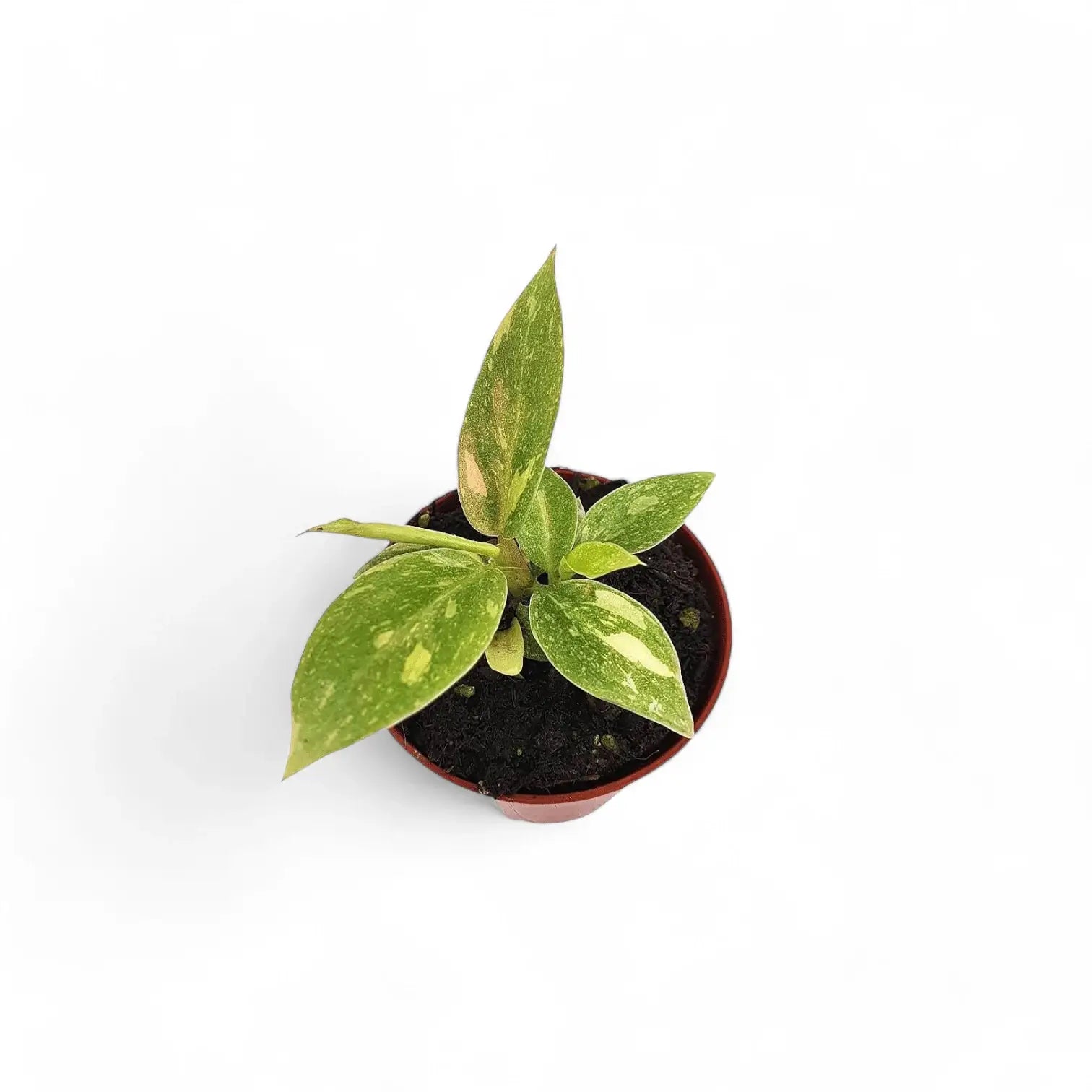 Philodendron 'Ring of fire' potted plant in nursery pot on white background.
