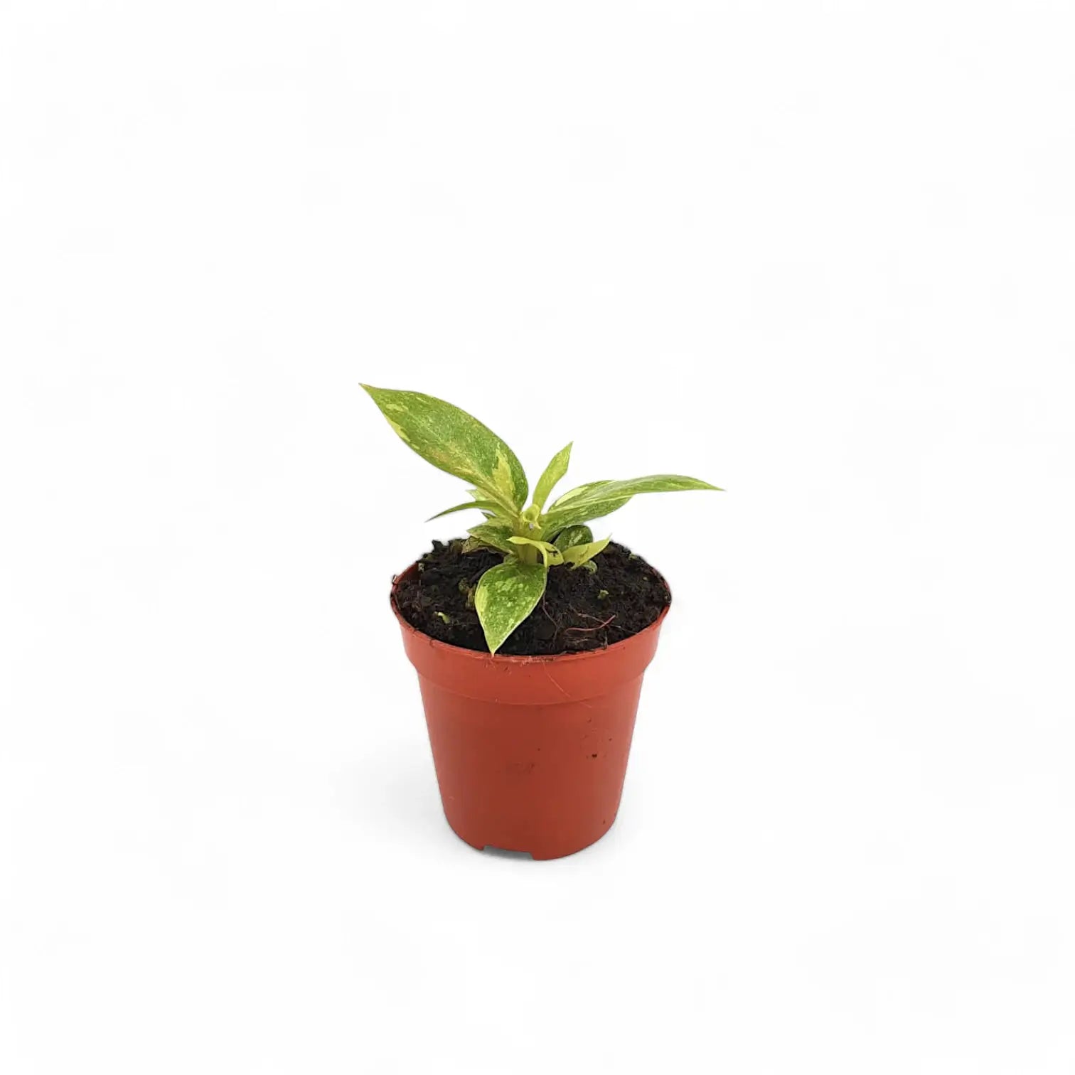 Philodendron 'Ring of fire' potted plant in nursery pot on white background.
