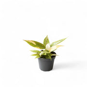 Philodendron 'Ring of fire' potted plant in nursery pot on white background.