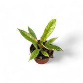 Philodendron 'Ring of fire' potted plant in nursery pot on white background.