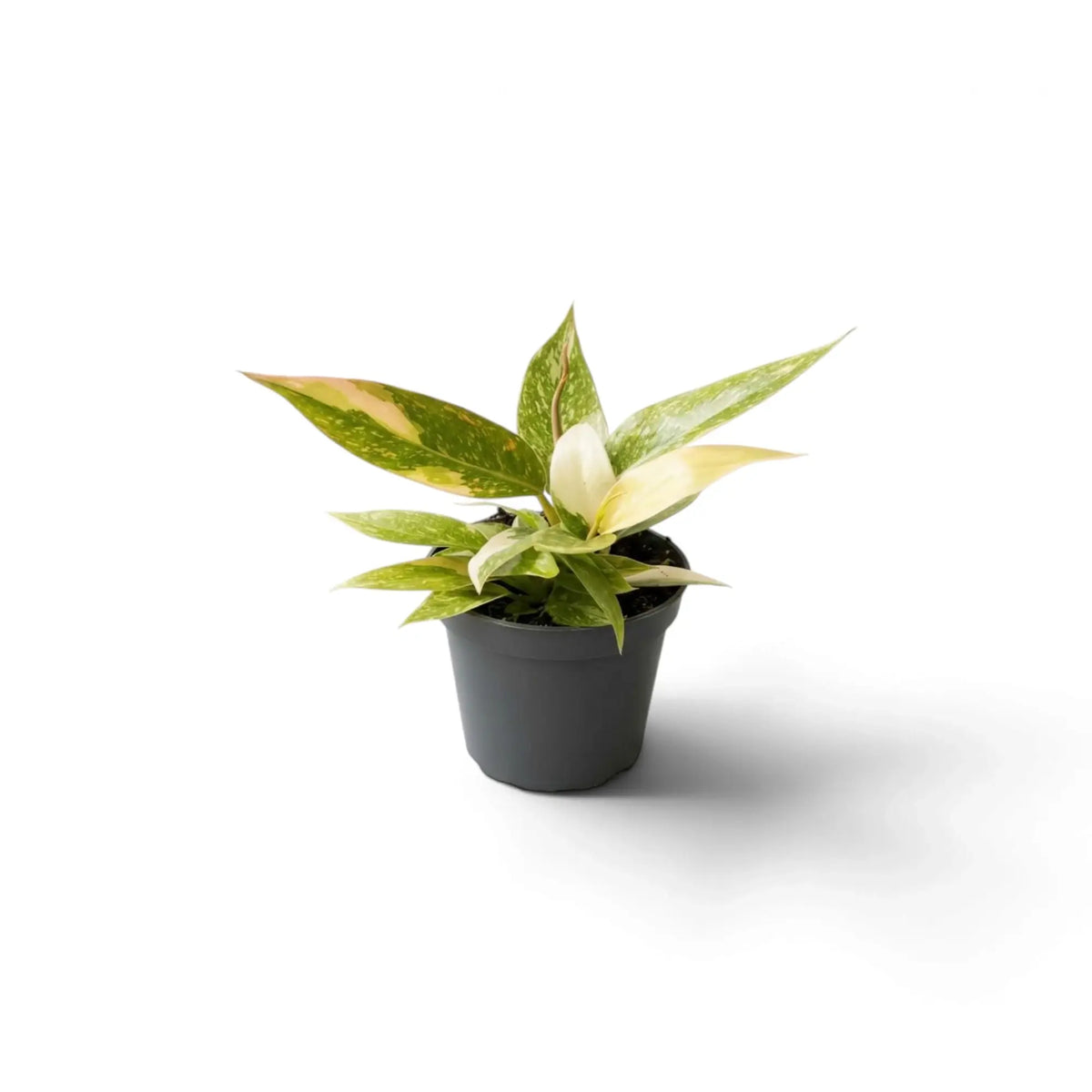 Young Philodendron ‘Ring of Fire’ with jagged green leaves marked cream and yellow in a nursery pot.