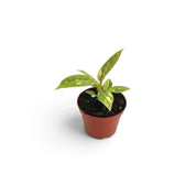 Young Philodendron ‘Ring of Fire’ with jagged green leaves marked cream and yellow in a nursery pot.