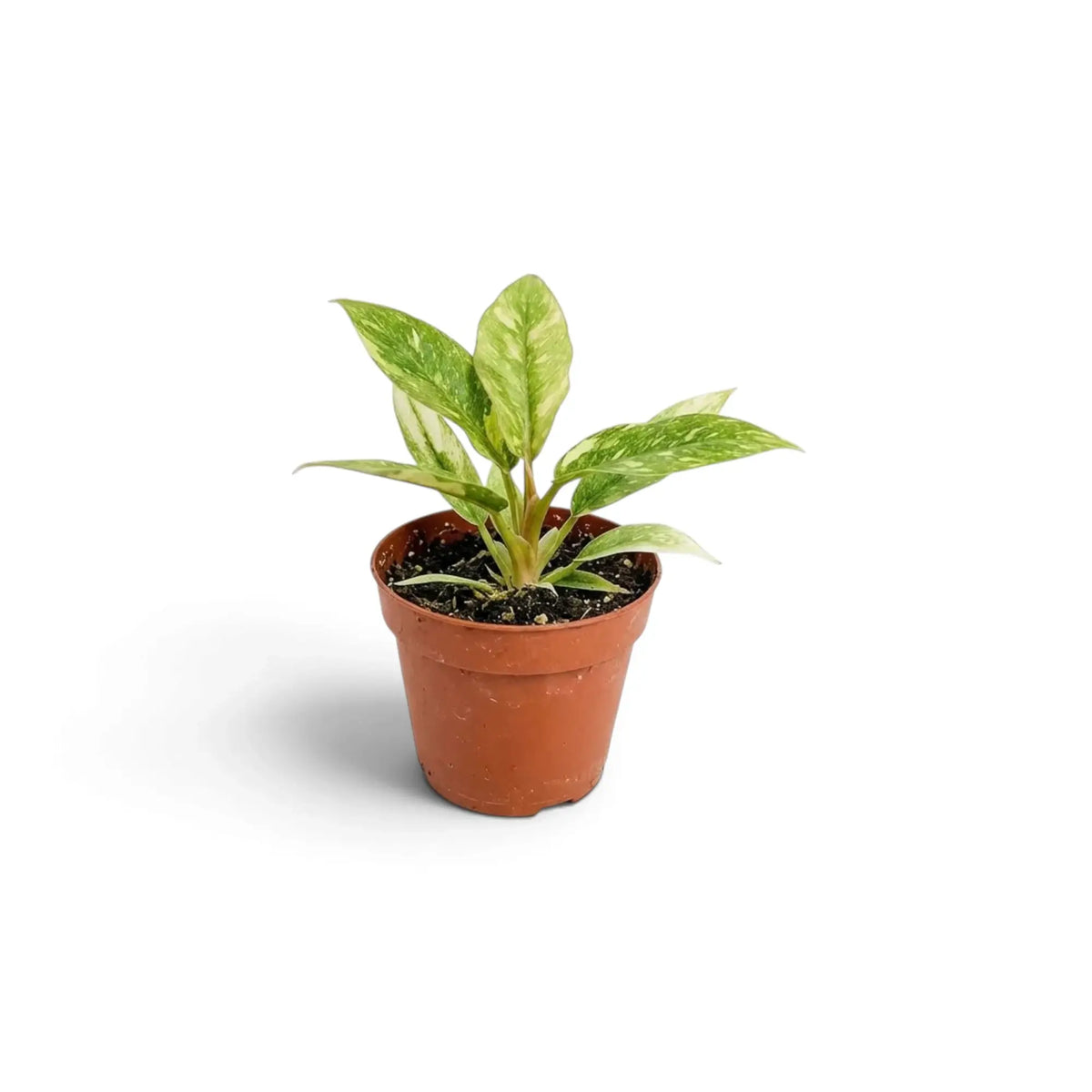 Young Philodendron ‘Ring of Fire’ with jagged green leaves marked cream and yellow in a nursery pot.
