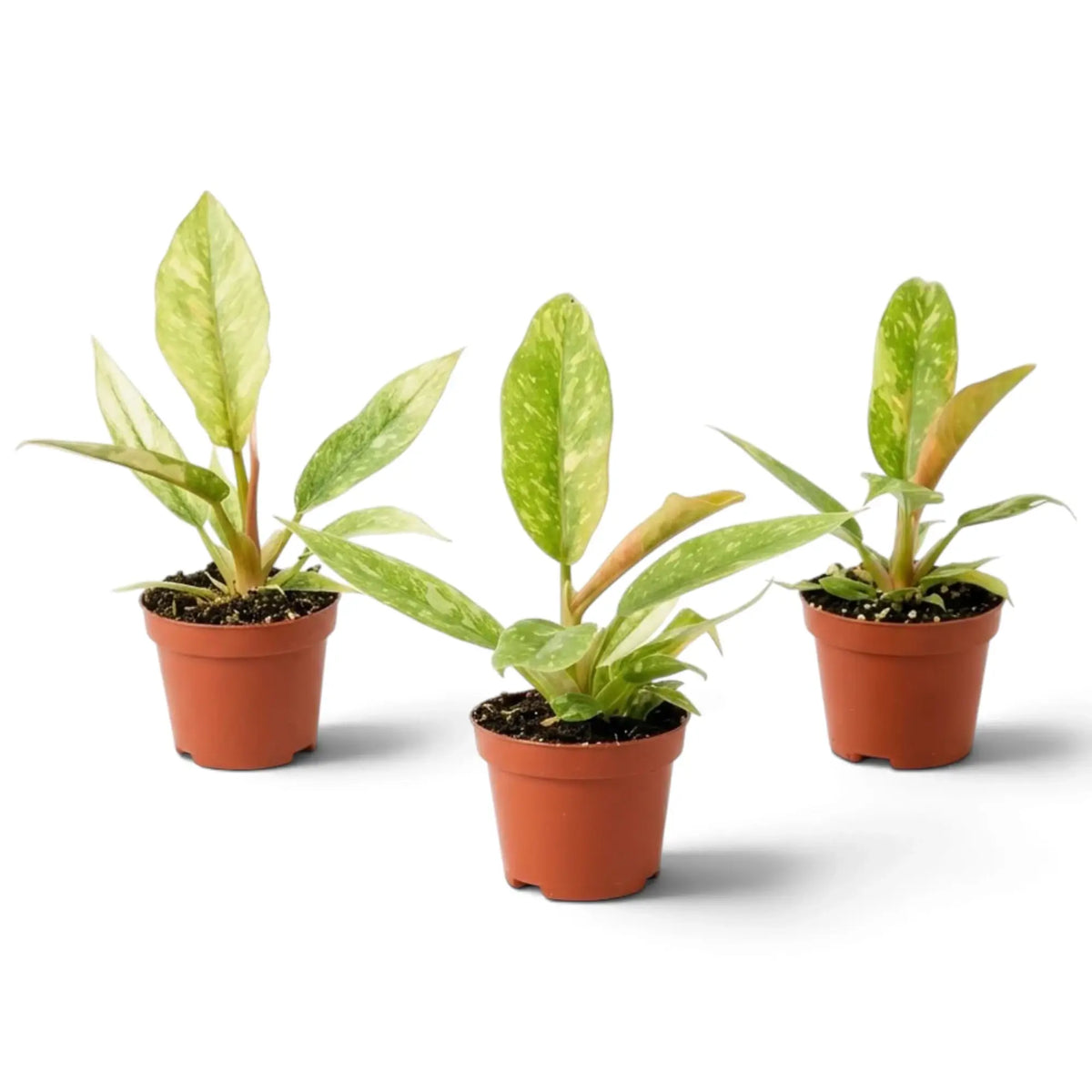 Young Philodendron ‘Ring of Fire’ with jagged green leaves marked cream and yellow in a nursery pot.