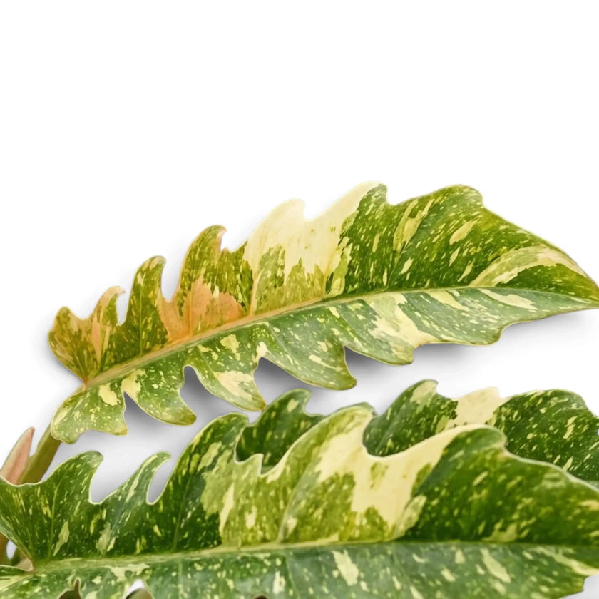 Philodendron ‘Ring of Fire’ foliage close-up with toothed leaves variegated in green, cream, yellow and orange.