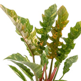 Philodendron ‘Ring of Fire’ foliage close-up with toothed leaves variegated in green, cream, yellow and orange.