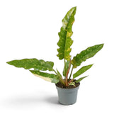 Philodendron ‘Ring of Fire’ with long jagged leaves variegated green, cream and yellow in a nursery pot.