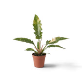 Philodendron ‘Ring of Fire’ with long jagged leaves variegated green, cream and yellow in a nursery pot.