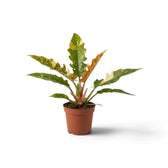 Philodendron ‘Ring of Fire’ with long jagged leaves variegated green, cream and yellow in a nursery pot.