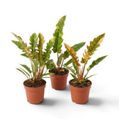 Philodendron ‘Ring of Fire’ with long jagged leaves variegated green, cream and yellow in a nursery pot.