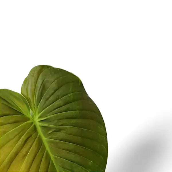 Philodendron roseocataphyllum close-up of leaf on white background.