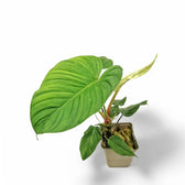 Philodendron roseocataphyllum potted plant in nursery pot on white background.