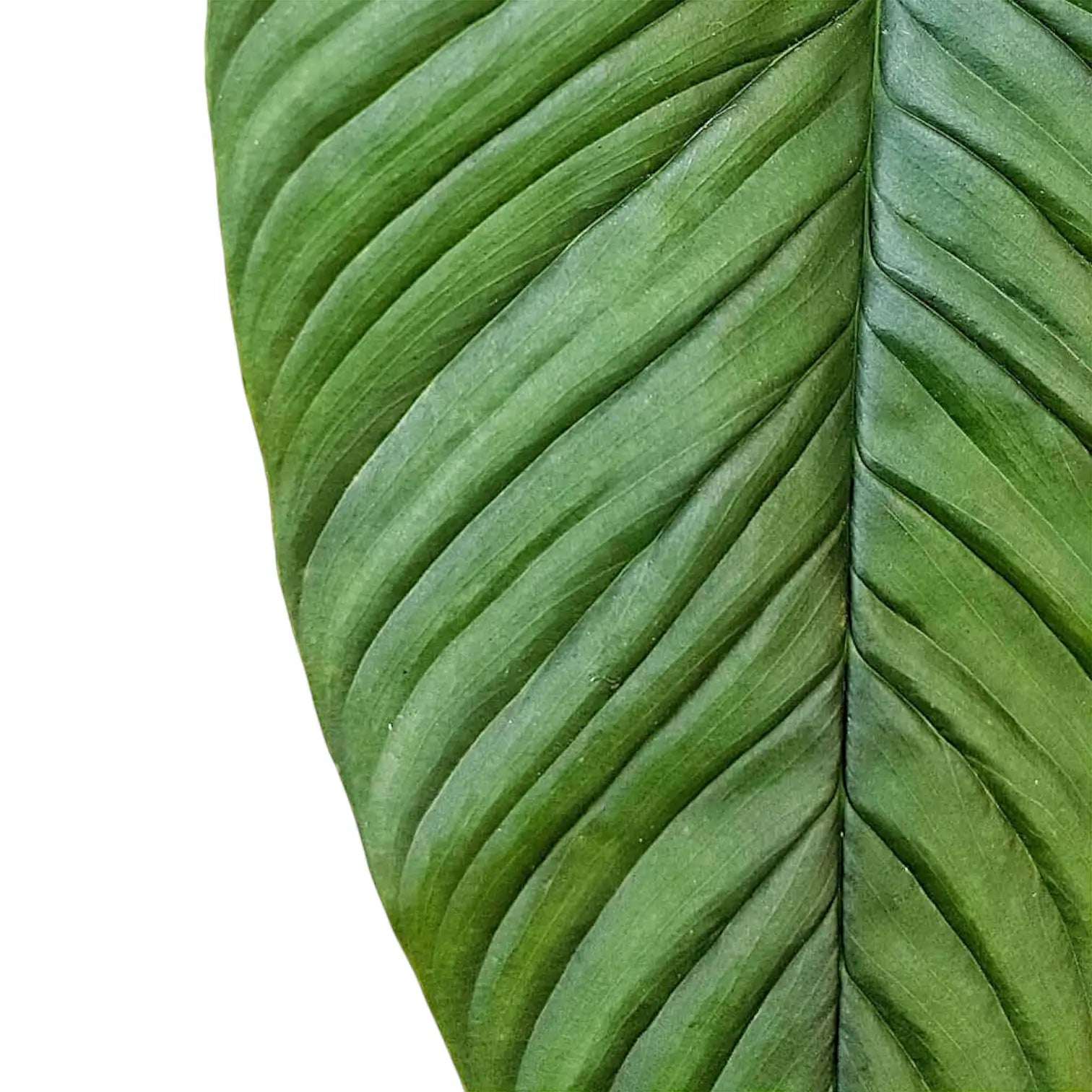 Philodendron rugapetiolatum close-up of leaf on white background.