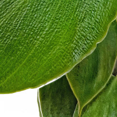 rugosum philodendron Philodendron rugosum – Thick, Bullate 'Pig Skin' Leaves