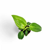 Philodendron rugosum potted plant in nursery pot on white background.