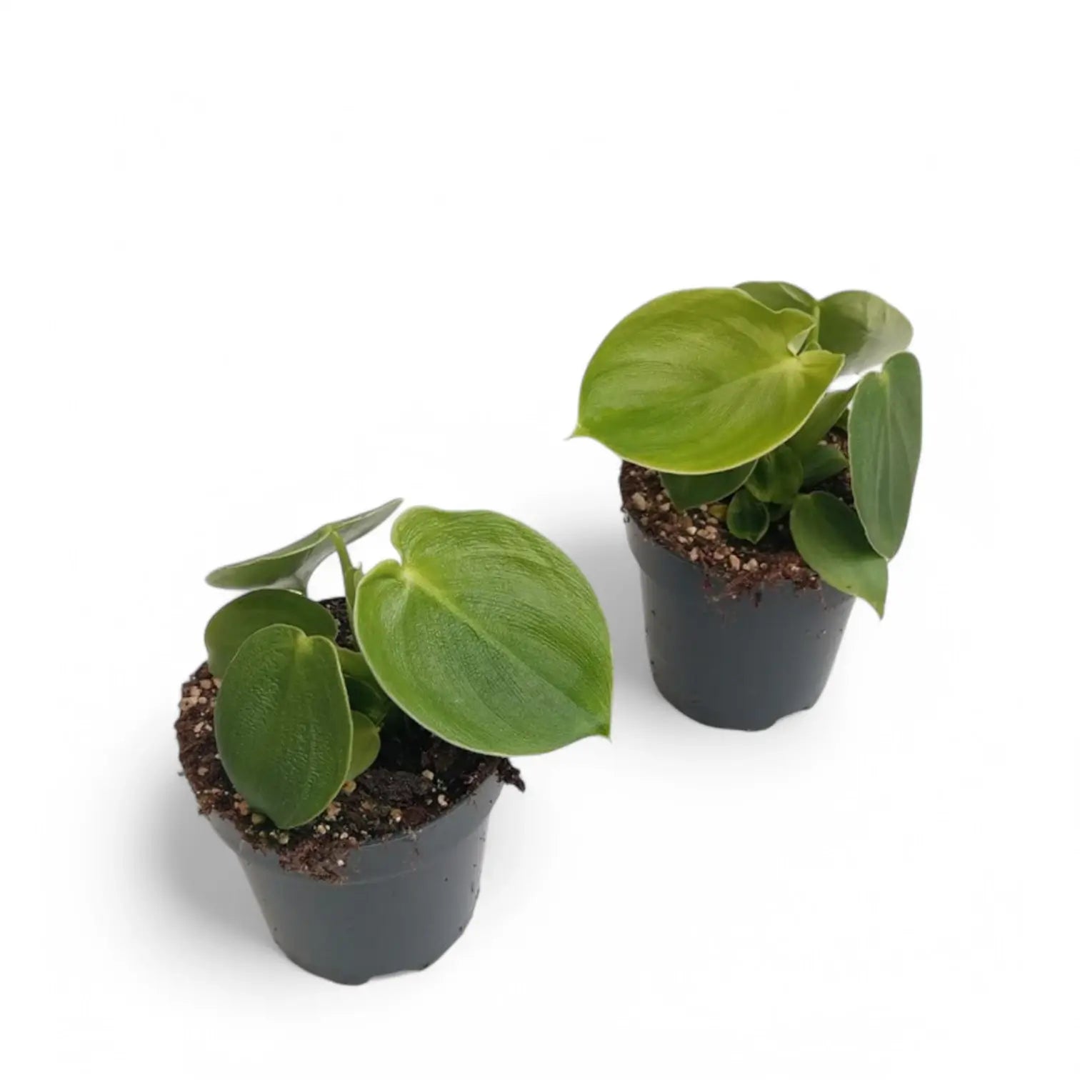 Philodendron rugosum potted plant in nursery pot on white background.