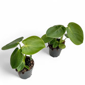 Philodendron rugosum potted plant in nursery pot on white background.