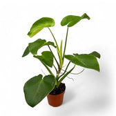 Philodendron rugosum potted plant in nursery pot on white background.