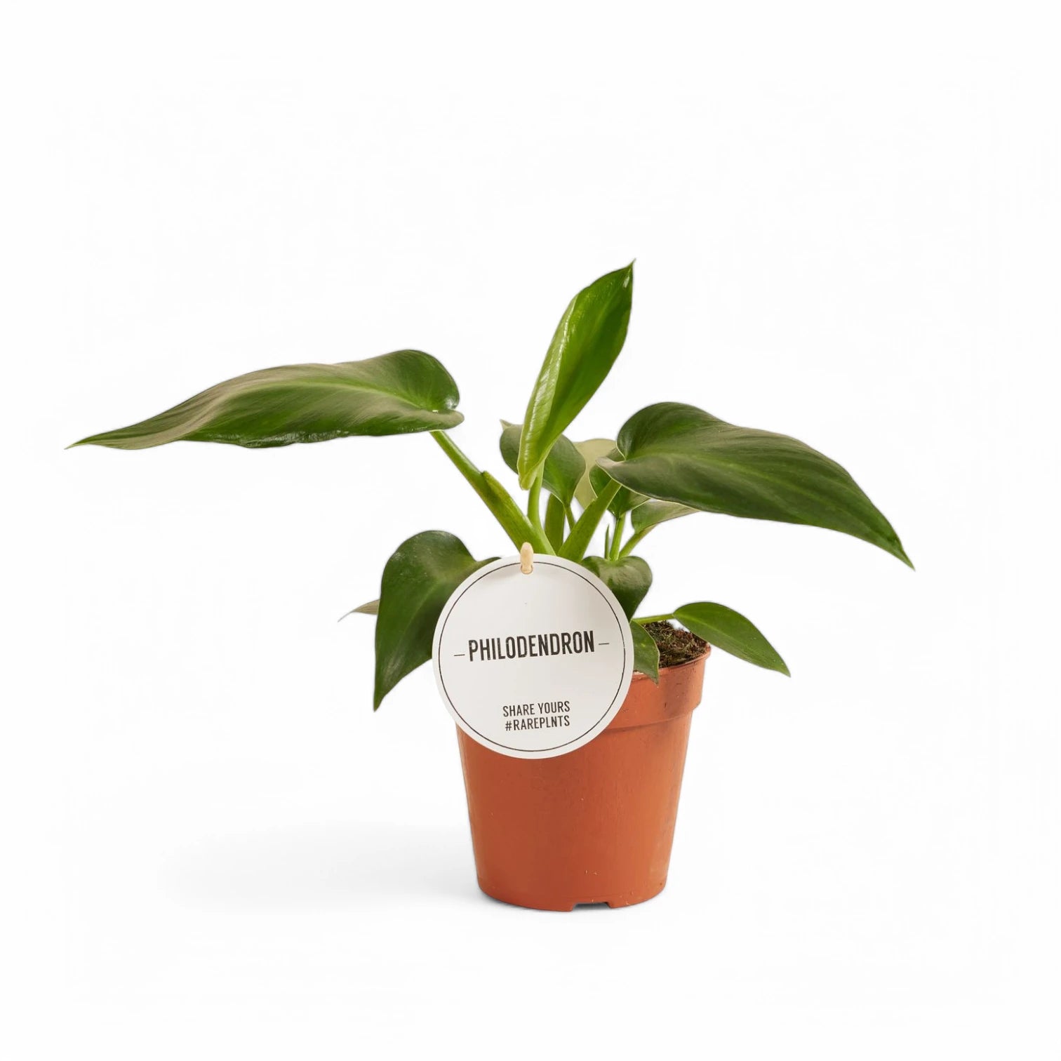 Philodendron rugosum aberrant form – Topfpflanze im Kulturtopf vor weißem Hintergrund, Produktfoto 2.