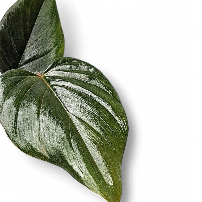 Philodendron serpens – Blattdetail vor weißem Hintergrund..