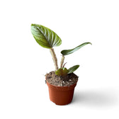 Philodendron serpens potted plant in nursery pot on white background.