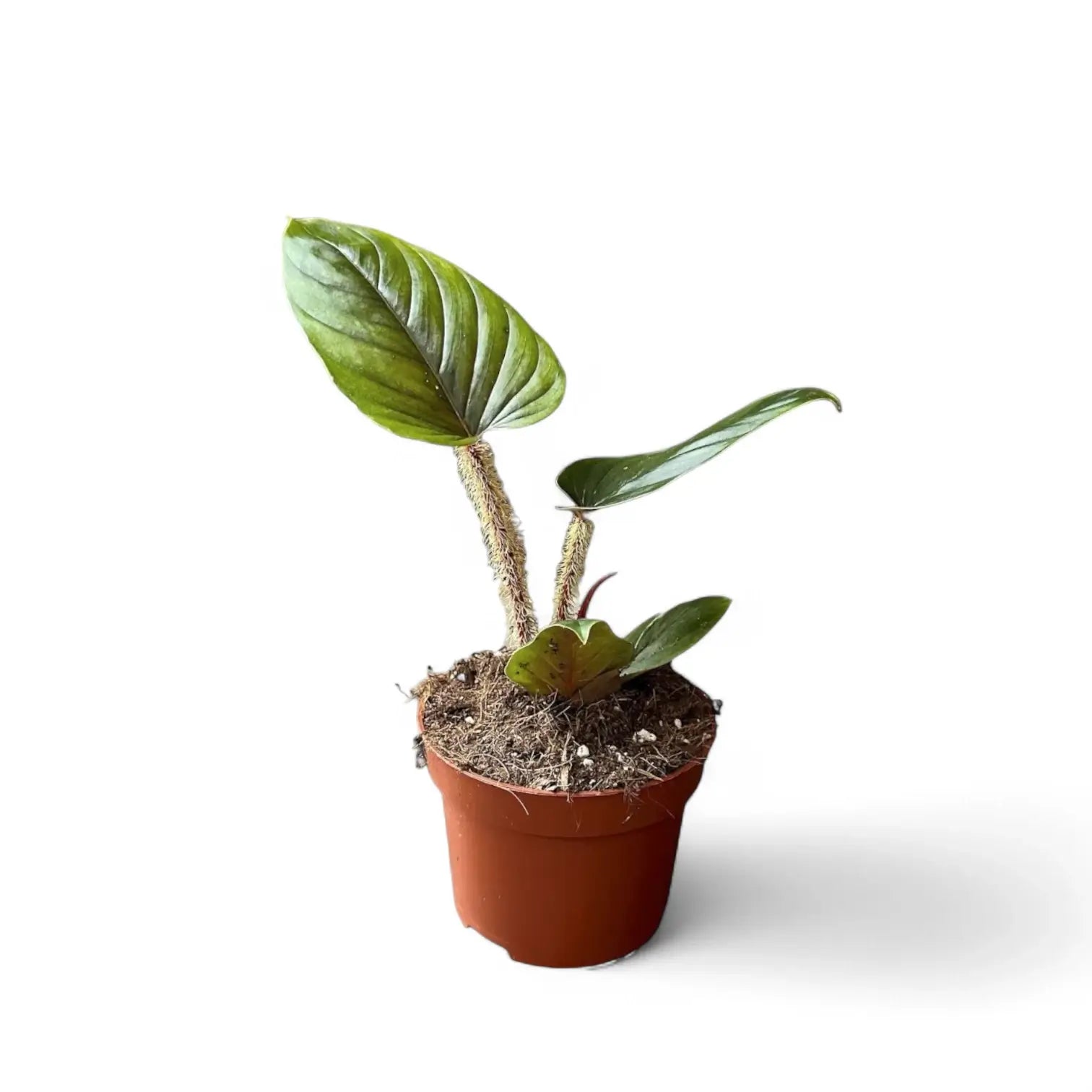 Philodendron serpens potted plant in nursery pot on white background.