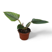 Philodendron serpens potted plant in nursery pot on white background.