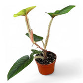 Philodendron serpens potted plant in nursery pot on white background.