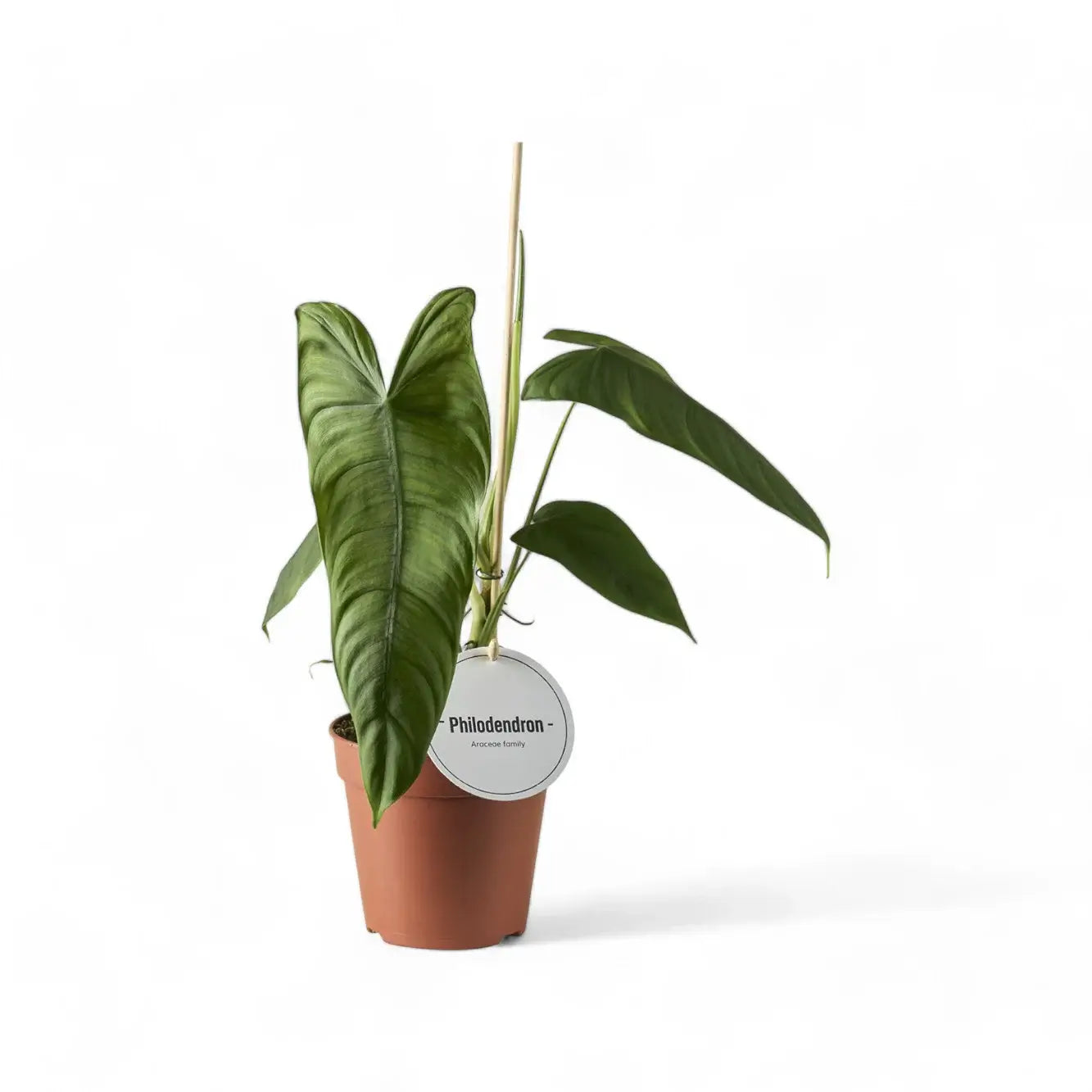 Philodendron sharoniae potted plant in nursery pot on white background.