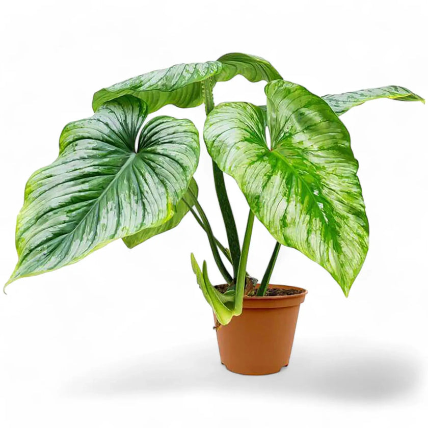 Philodendron 'Silver cloud' potted plant in nursery pot on white background.