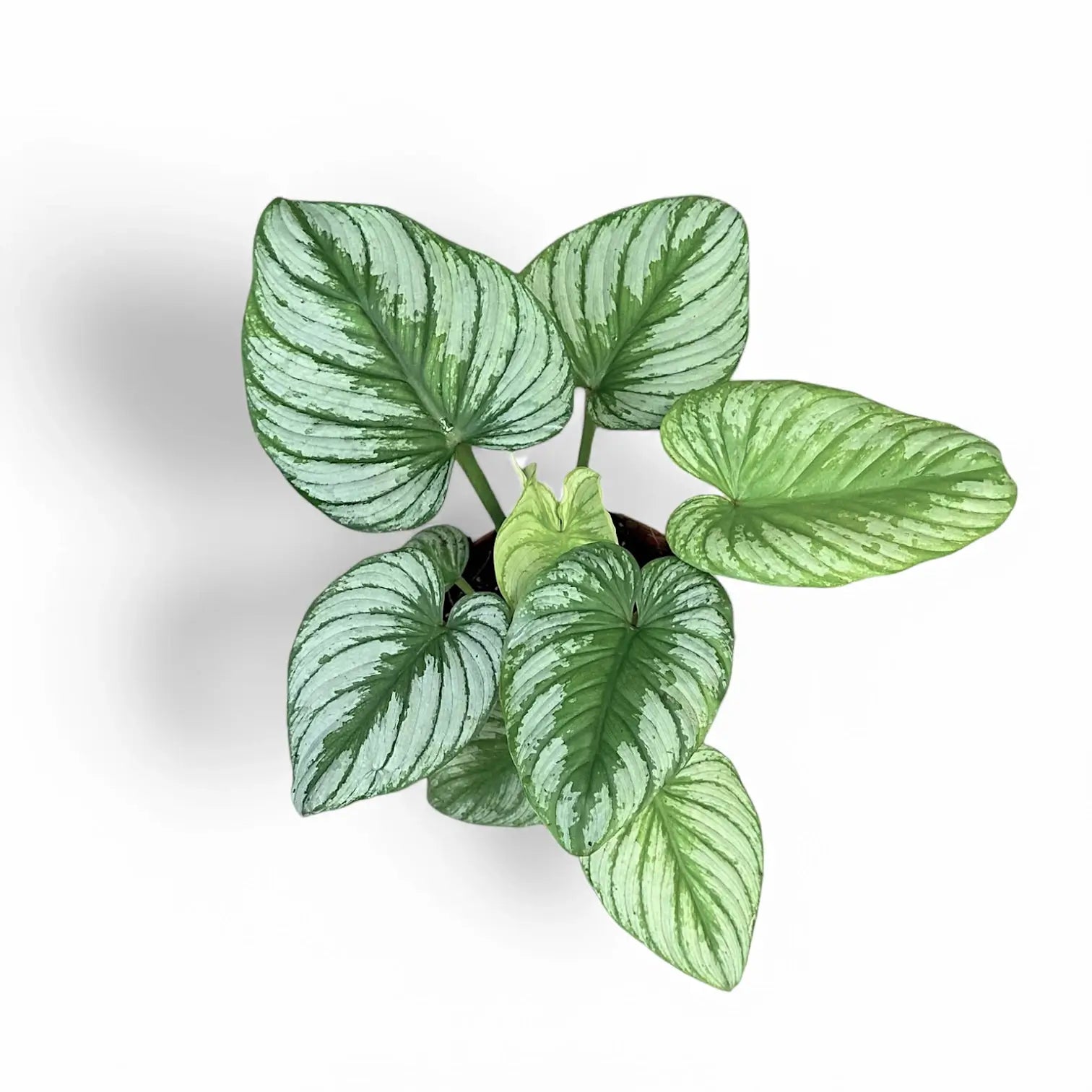 Philodendron 'Silver cloud' potted plant in nursery pot on white background.