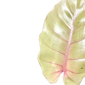 philodendron snowdrift a climber Philodendron 'Snowdrift' – Foliage Factory