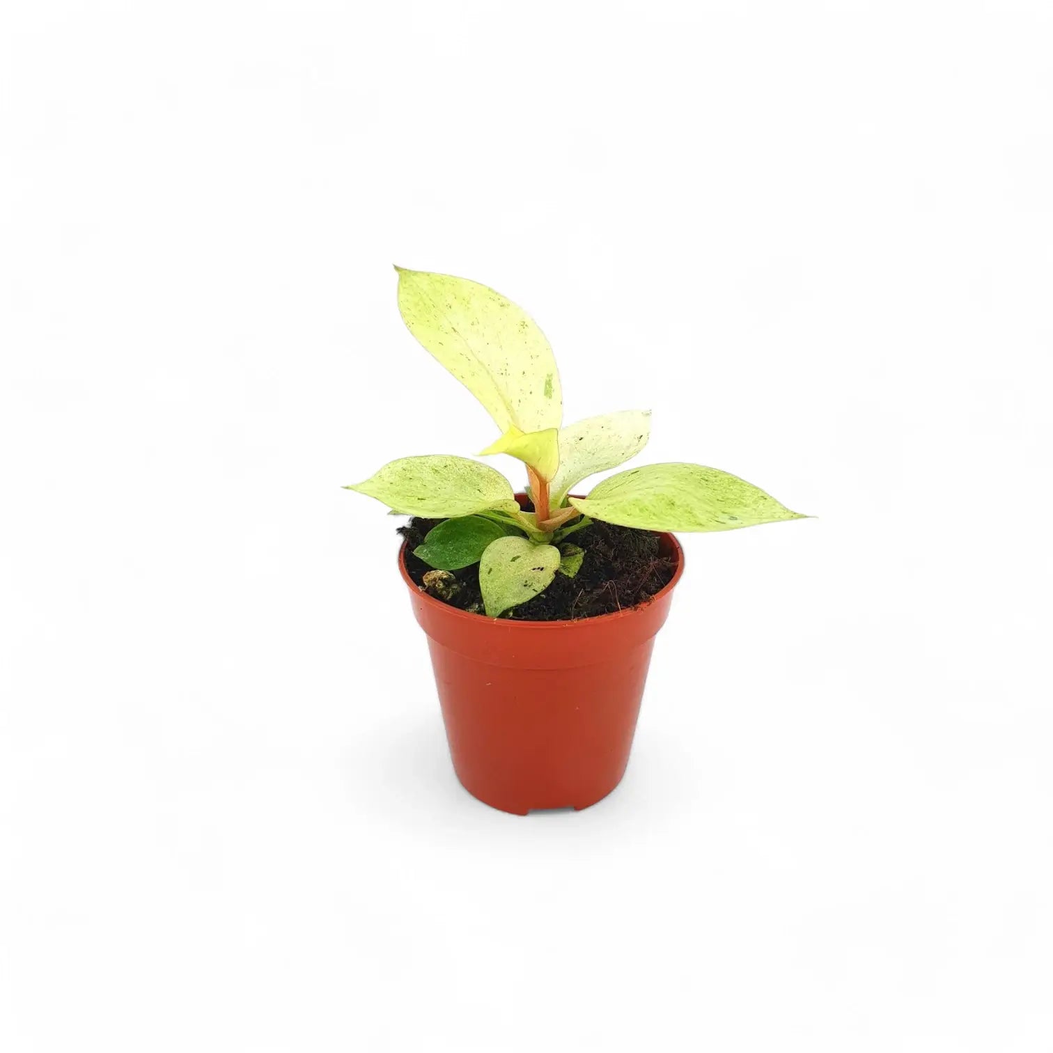 Philodendron 'Snowdrift' potted plant in nursery pot on white background.