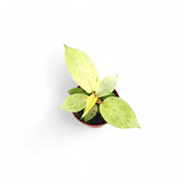 Philodendron 'Snowdrift' potted plant in nursery pot on white background.