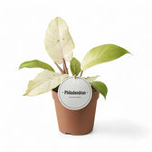 Philodendron 'Snowdrift' potted plant in nursery pot on white background.
