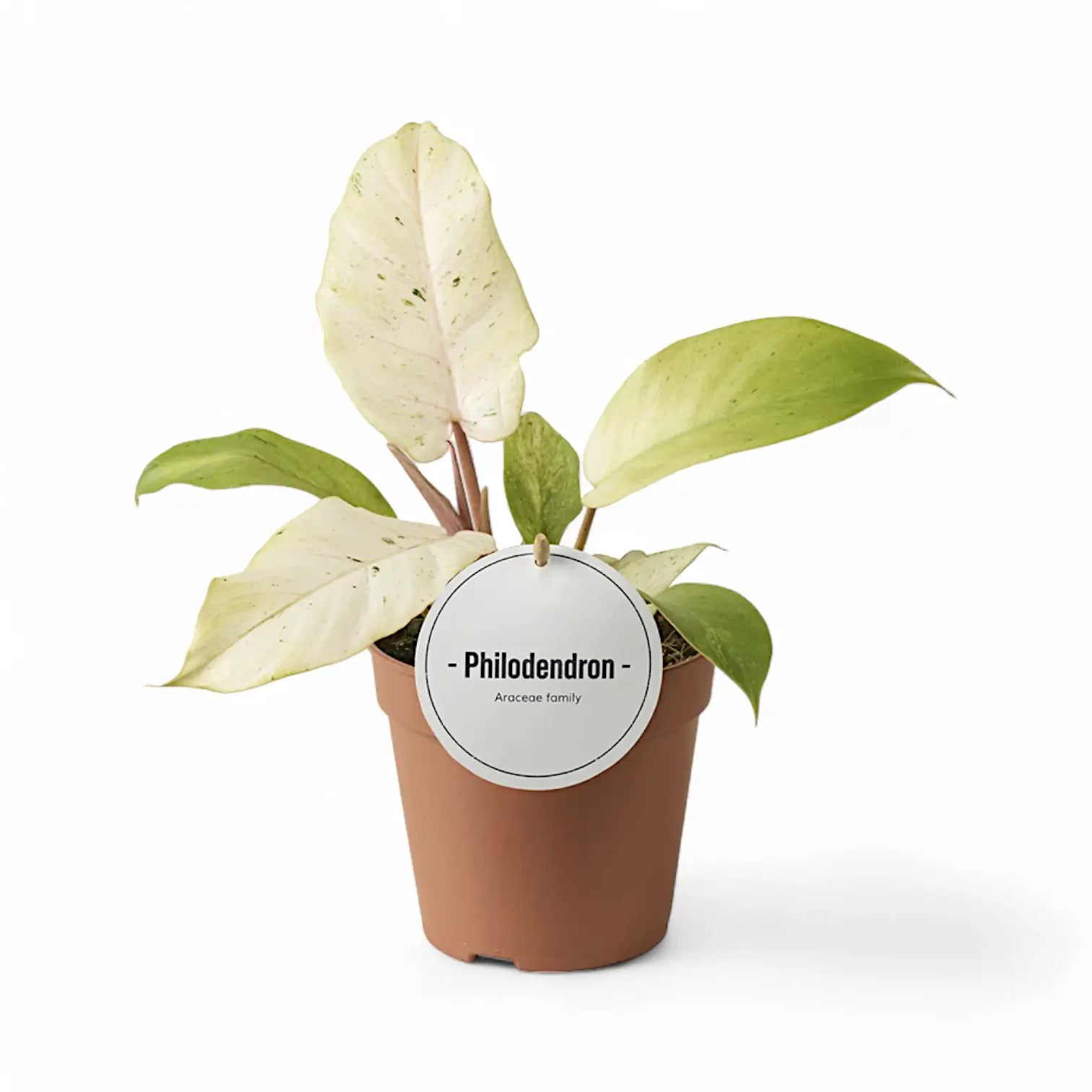 Philodendron 'Snowdrift' potted plant in nursery pot on white background.